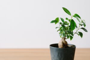 ガジュマルの木の風水　花言葉「幸せを呼ぶ」を効果的に