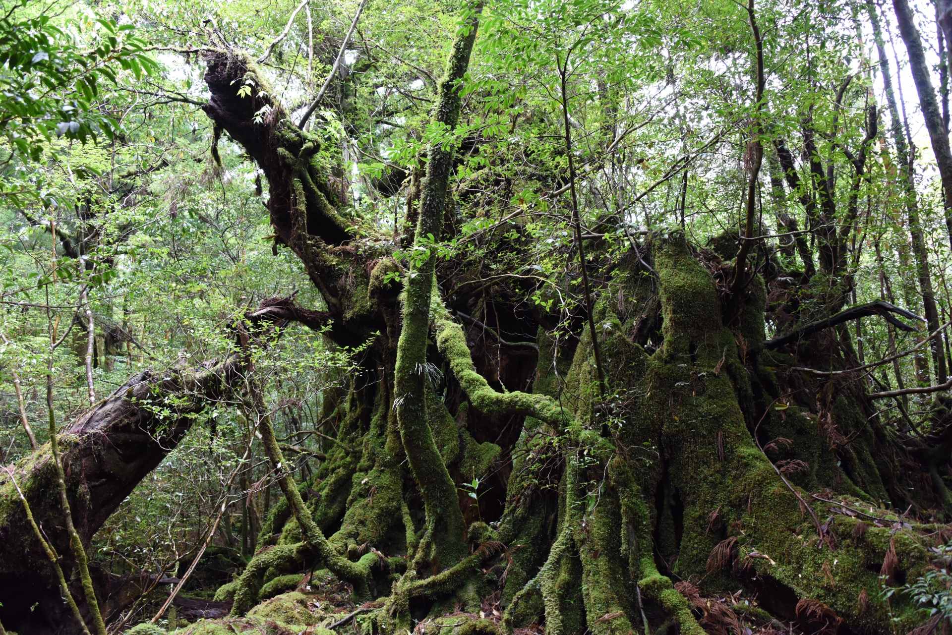 屋久島の縄文杉の持つパワーとは？樹齢や歴史から紐解く