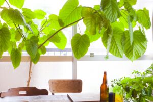 フィカス・ウンベラータの風水効果、花言葉　置き場所と育て方
