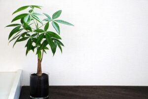 パキラの風水効果 重要な植物の置き場所と育て方