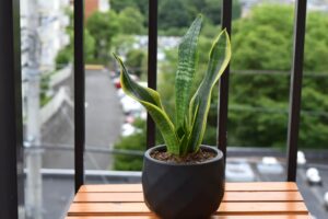 サンスベリアの風水・空気清浄効果とは?運気を上げる育て方・飾り方