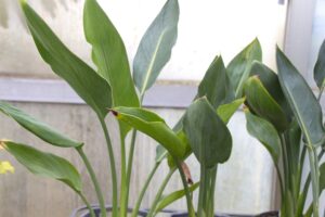 ストレリチアの風水効果や花言葉　置き場所と育て方