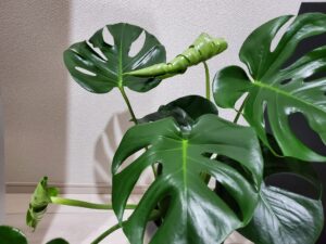 観葉植物「モンステラ」の風水効果とは?運気を上げる育て方・飾り方