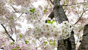 桜のもつスピリチュアルな意味と不思議な力