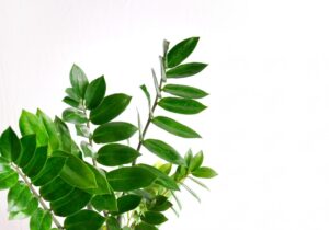 ザミオクルカスという育てやすい観葉植物、風水効果や花言葉