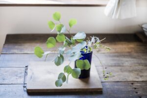 ユーカリの花言葉や種類、鉢植えの観葉植物でも運気は上がる？