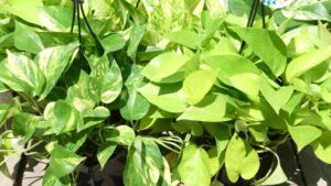 風水でポトスは運気を上げる植物　正しい置き場所と育て方