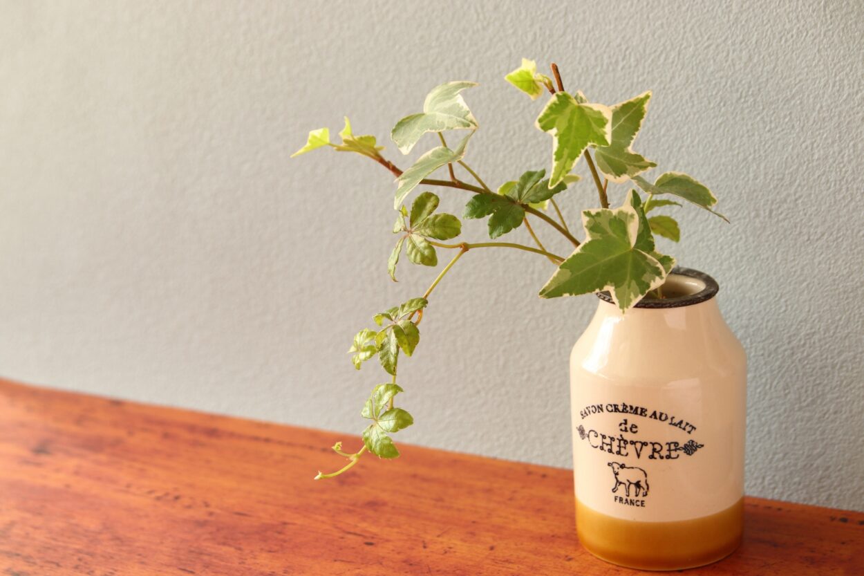 アイビー(ヘデラ)の花言葉や風水効果 育て方が簡単な観葉植物