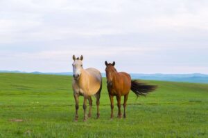 馬の絵や置物の風水効果、意味や方角