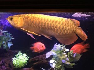 アロワナはなぜ開運になる？龍や水の気を持つ富と金運のエネルギー