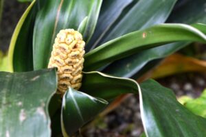 万年青の花が咲いたらどうする?花の意味や花の取り扱い